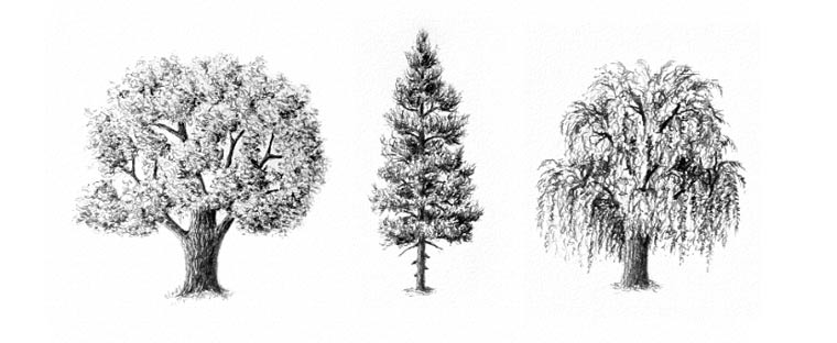 trees pencil drawing