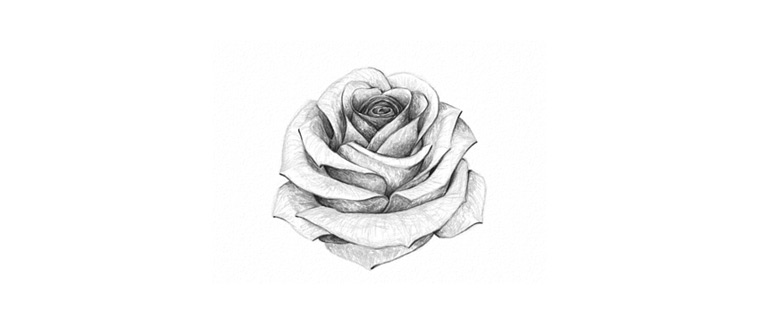 rose pencil drawing