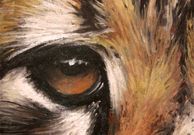 animal eyes drawing