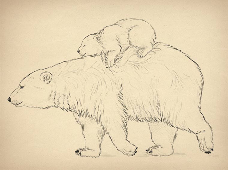 animal pencil drawing