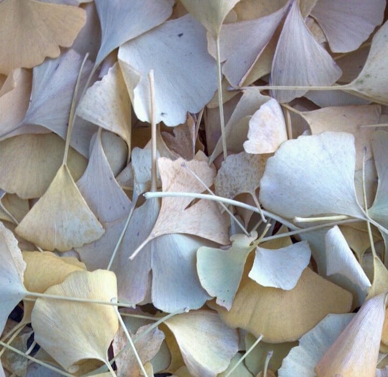 dried leaves