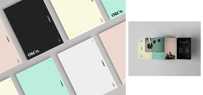 Olli & Co. Agency - Branding by lyndi priest