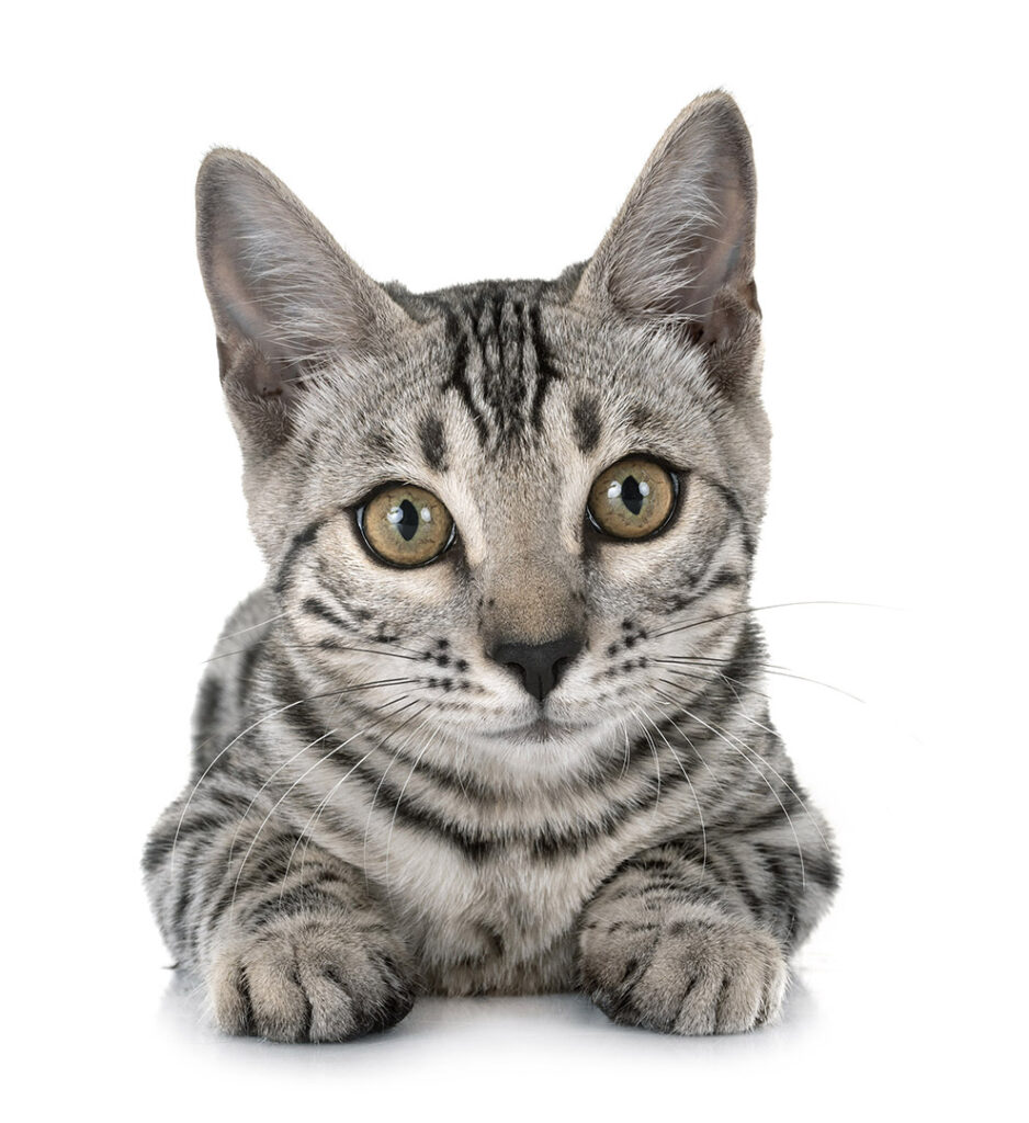 bengal cat in studio by cynoclub