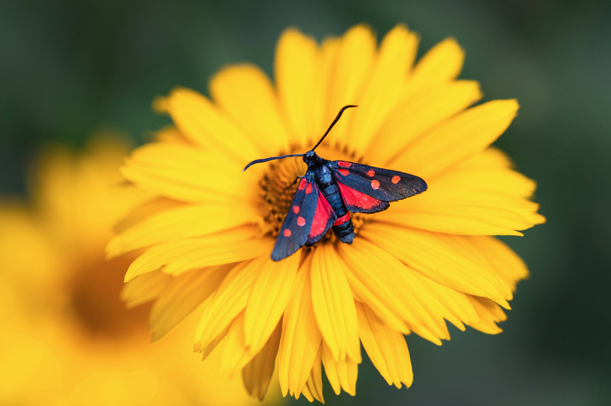 Five-Spot Burnet moth, Zygaena trifolii by fotyma